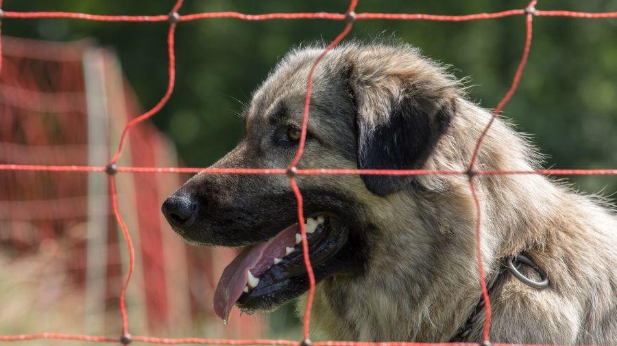 Dunkler Herdenschutzhund hinter Elektronetzzaun