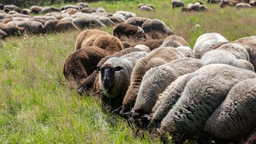 Schafe auf der Weide