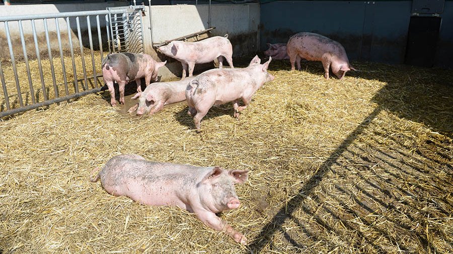 Einige Schweine laufen bzw. liegen in einem Auslauf, der mit Stroh eingestreut ist. 