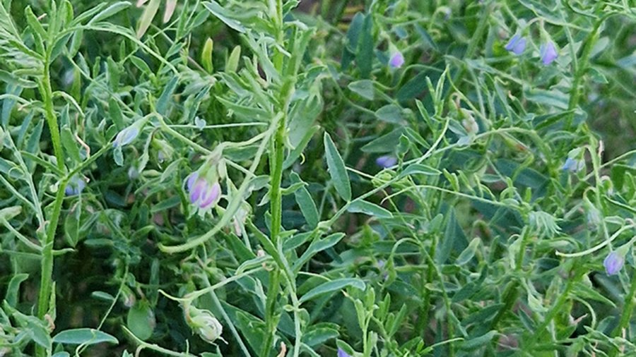 Linsenbestand in der Blüte