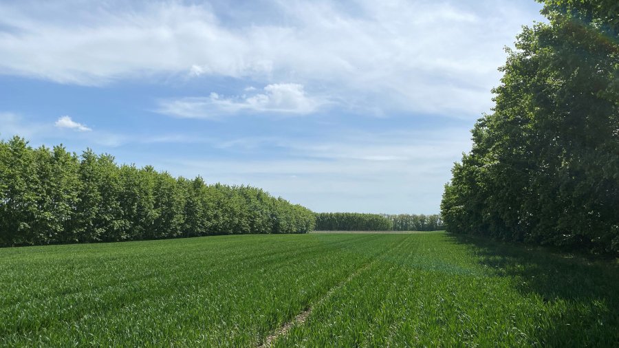 Baumreihen mit Pappel stehen links und rechts von einem Getreidefeld.