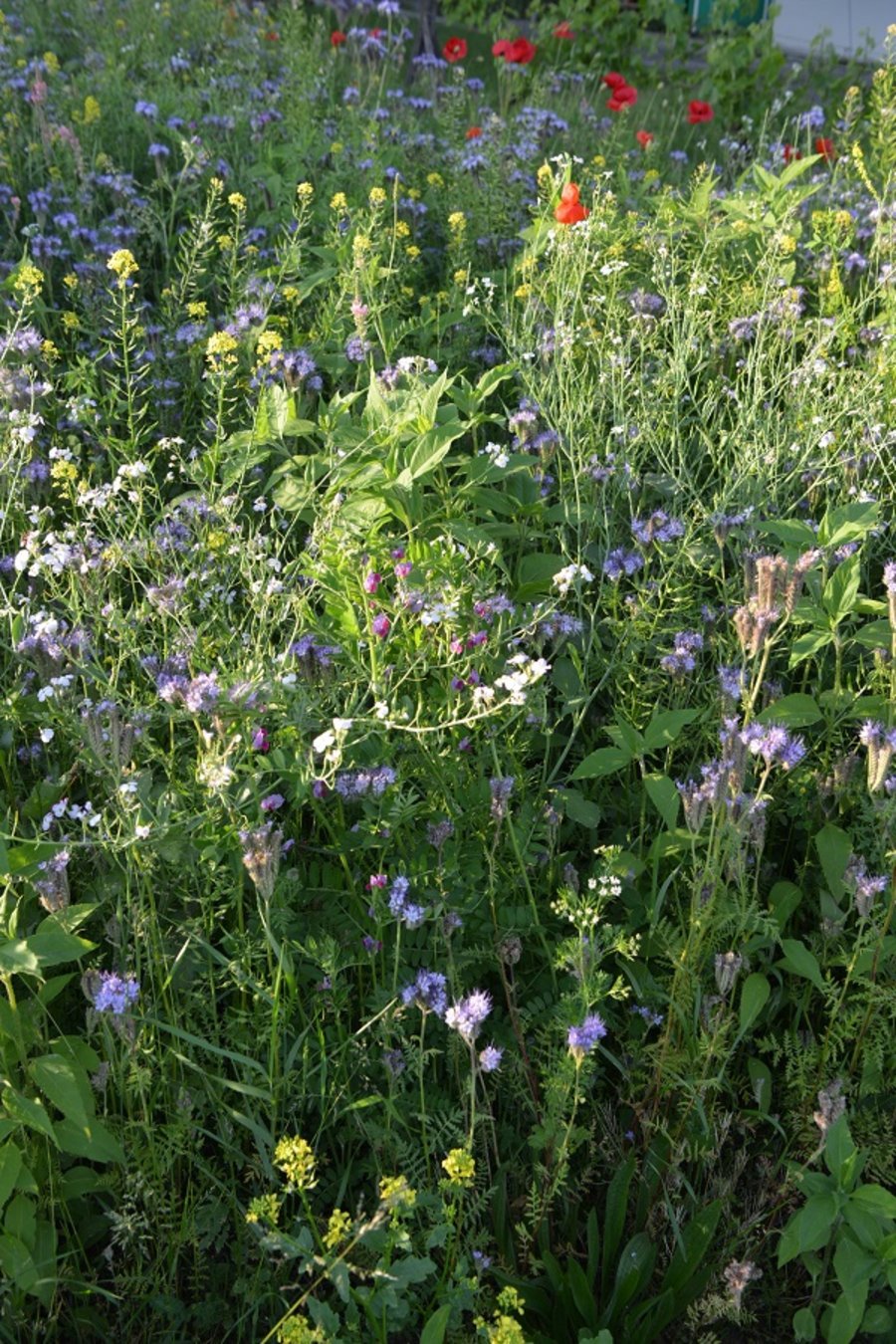 Wildblumenwiesen bieten eine gute Nahrungsvielfalt für Insekten.