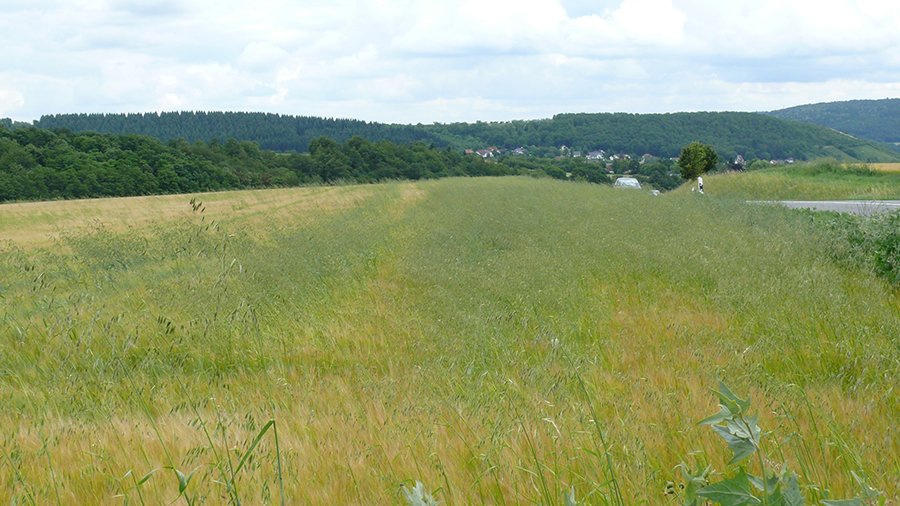 Flughafer in Sommergerste