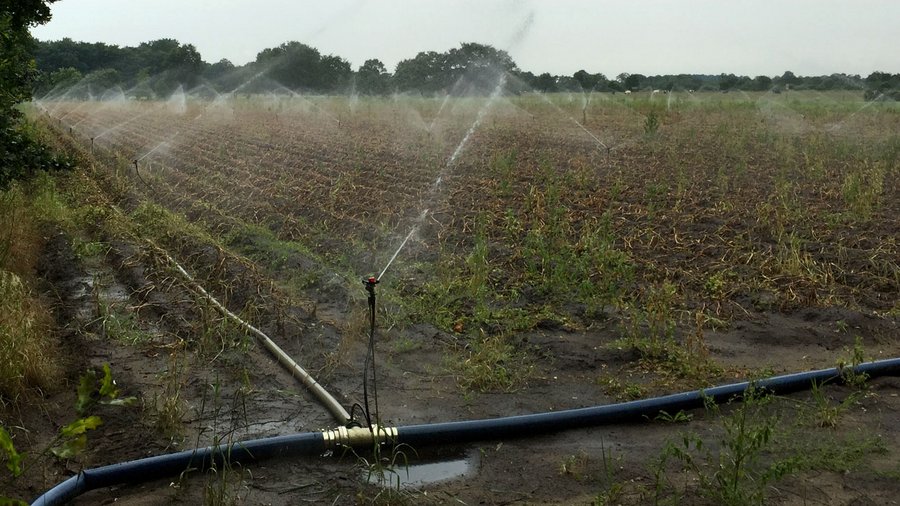 Sprinkler in Kartoffeln