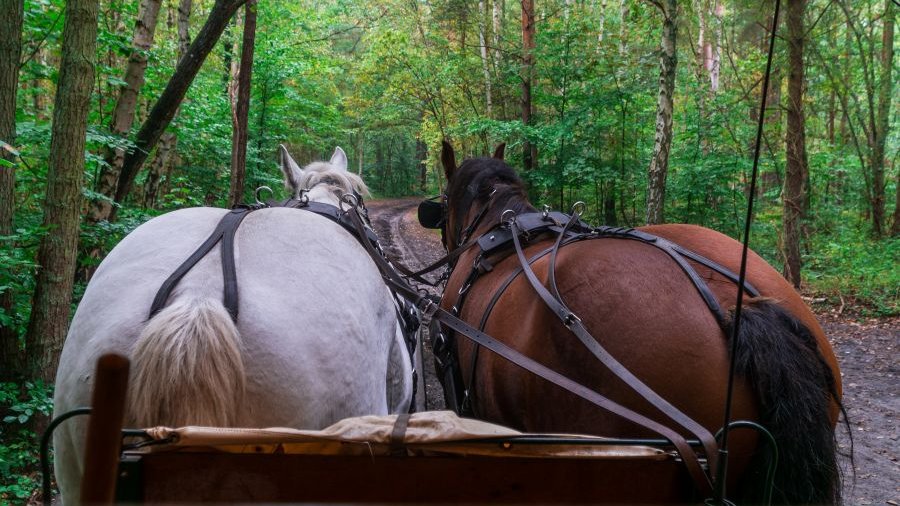 Pferdekutsche im Wald.