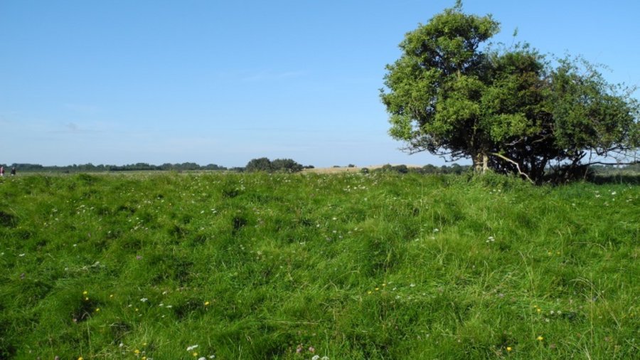 Grüne, artenreiche Wiese