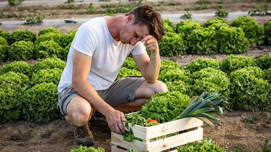 Ein erschöpfter Mann hockt auf einem Salatfeld vor einer Holzkiste, die mit Gemüse gefüllt ist. - Klick öffnet Großansicht in neuem Fenster