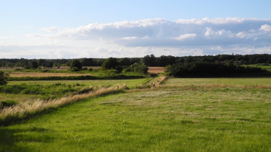 Grüne Wiese mit Sträuchern im Hintergrund.