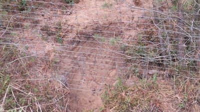 Grabestelle eines Wolfs unter einem Zaun hindurch