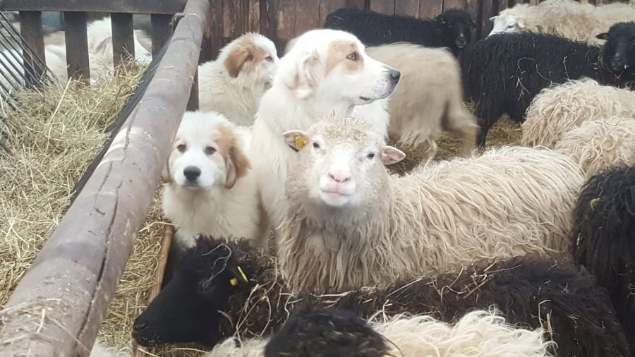 Junge und alte Herdenschutzhunde inmitten einer Schafherde