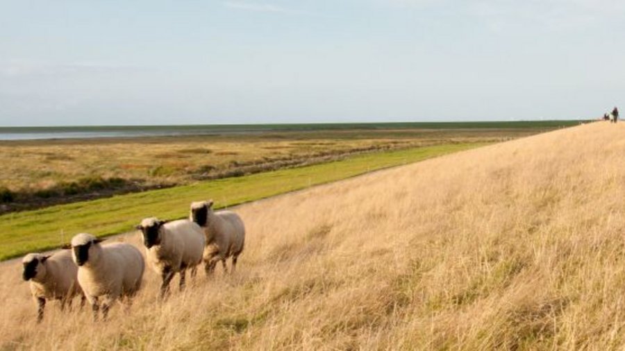 Schafe am Deich