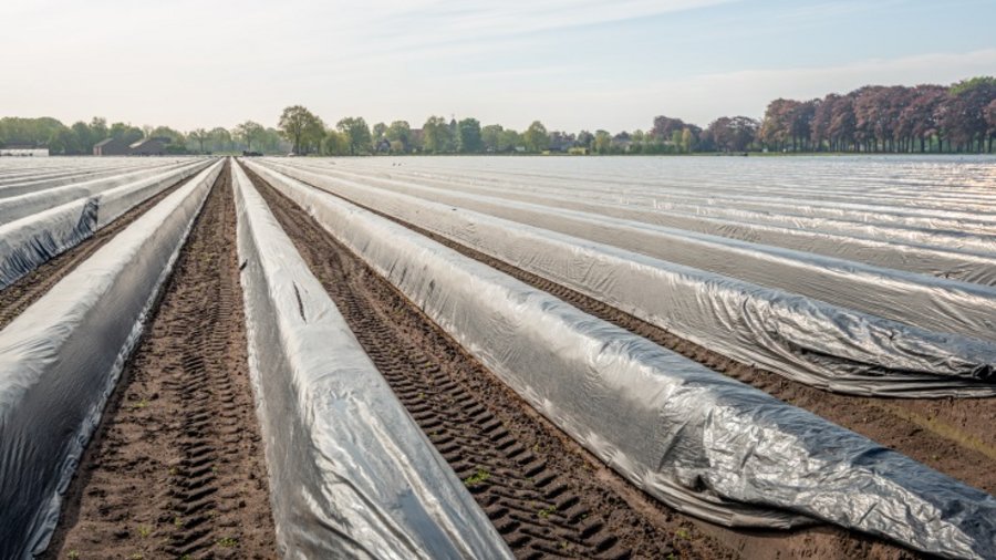 Großes Spargelfeld mit langen Dämmen, die mit schwarzen Folien abgedeckt sind. Im Hintergrund stehen Bäume.