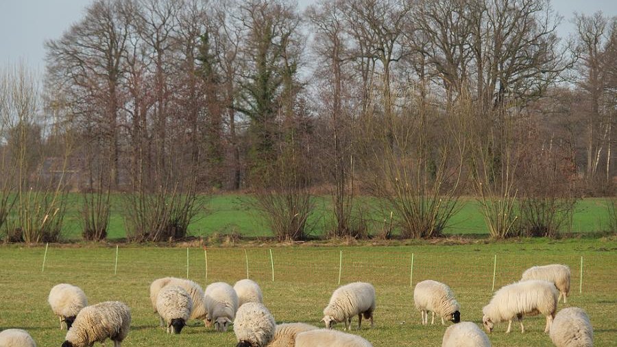 Umzäunte Schafherde