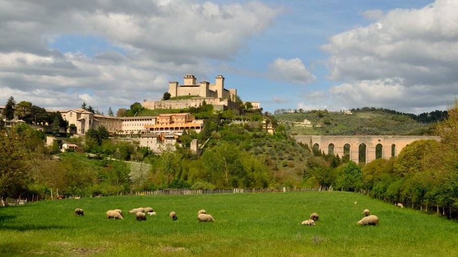 Italien: Schafe grasen vor der Stadt Spoleto in Umbrien