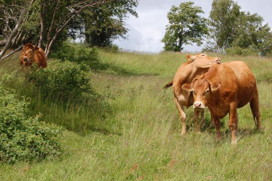 Weidende Mütterkühe auf Grünland