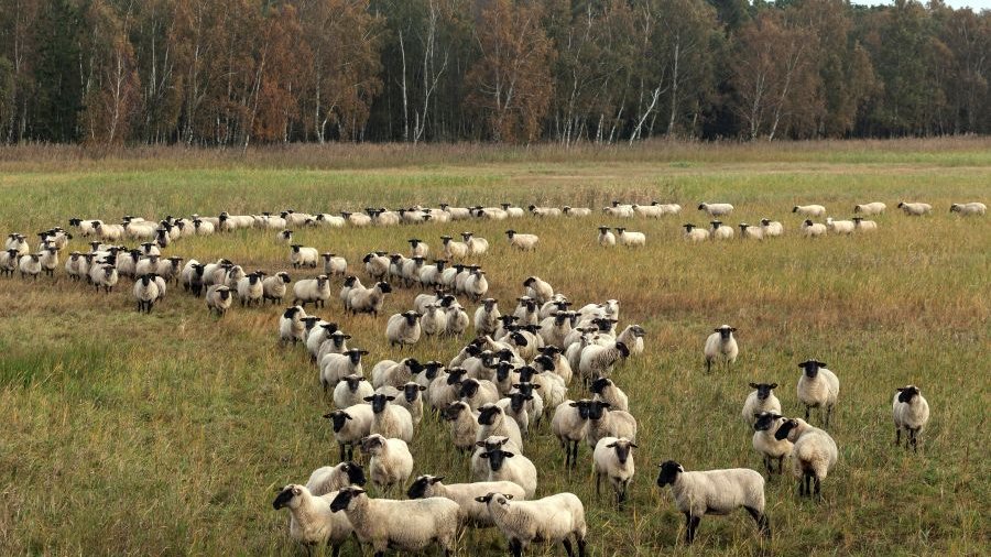 Eine Schafherde zieht über eine Salzwiese mit Wald im Hintergrund.