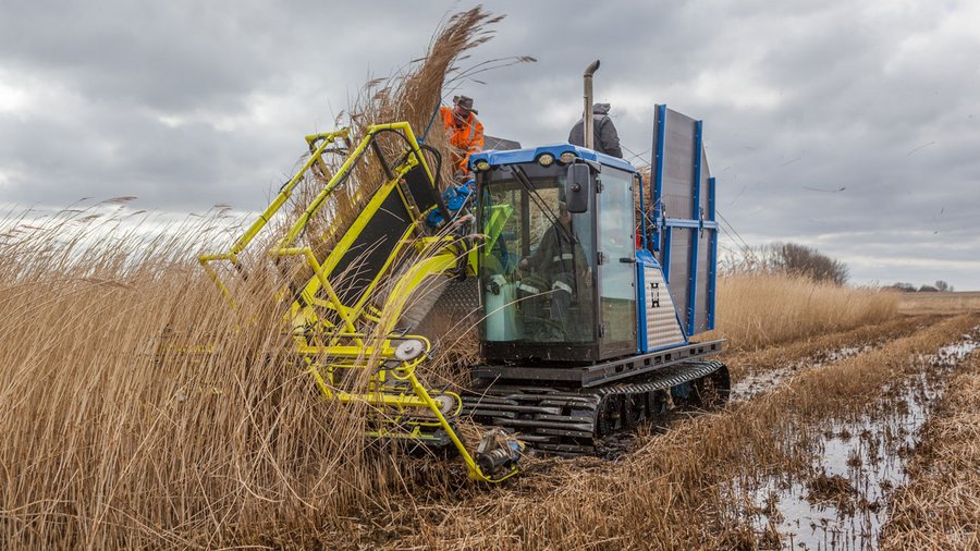 Schilfernte bei Anklam (Mecklenburg-Vorpommern)