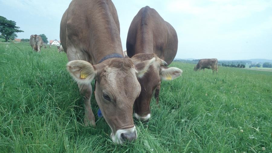 Zwei Rinder, die auf einer saftigen Weide Gras fressen.