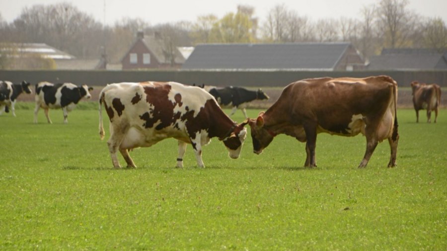 Zwei Milchkühe stehen sich auf Weide mit gesenkten Köpfen gegenüber. Im Hintergrund weitere Kühe und Bauernhof.
