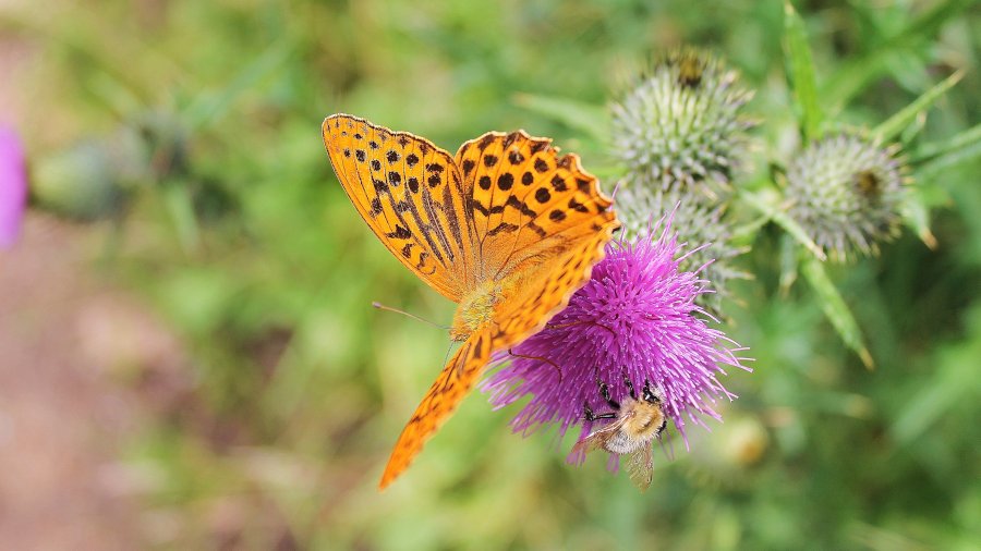 Ein Schmetterling sitzt auf einer Blüte.