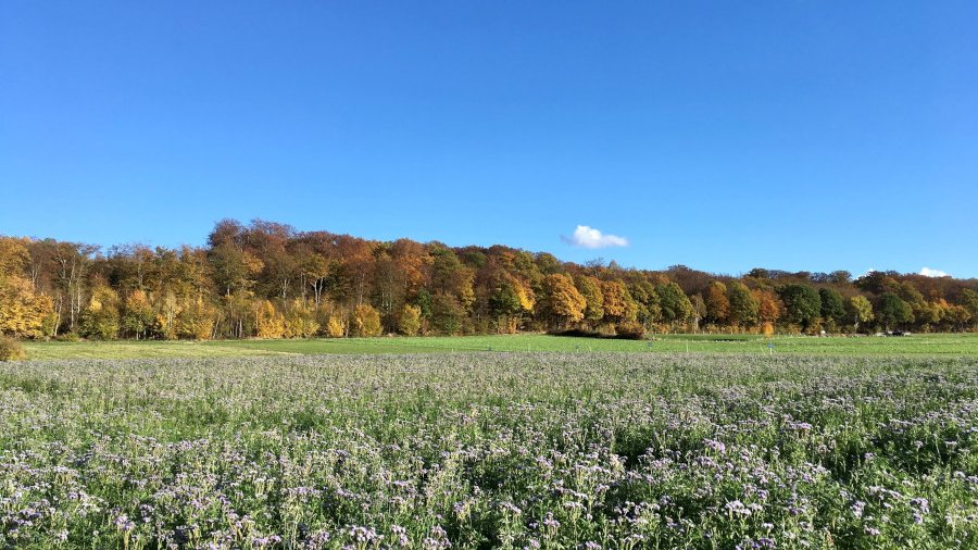 Ein Feld mit Zwischenfrüchten.