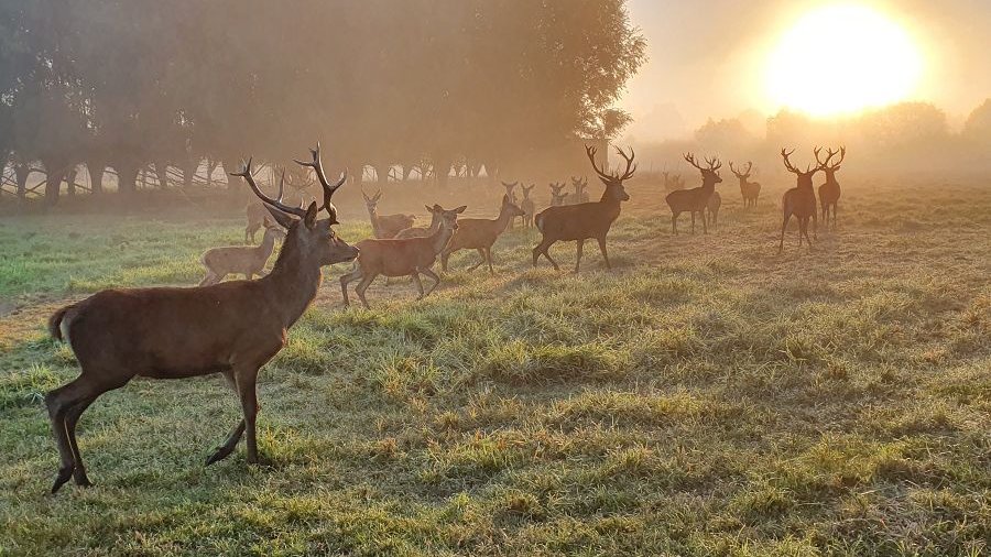 Gruppe aus weiblichen und männlichen Rotwildtieren auf einer Weide im Sonnenaufgang 