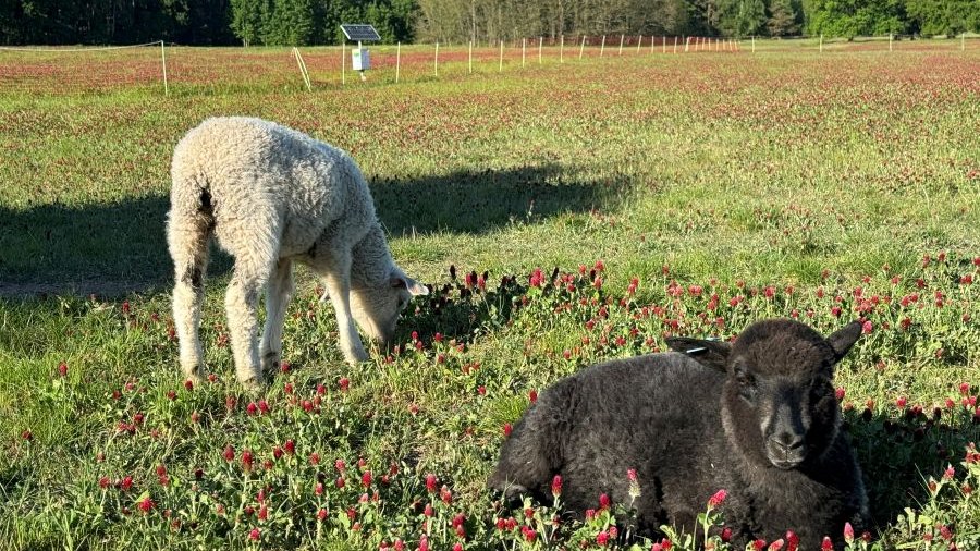 ein weißes und ein schwarzes Lamm auf einer Wiese