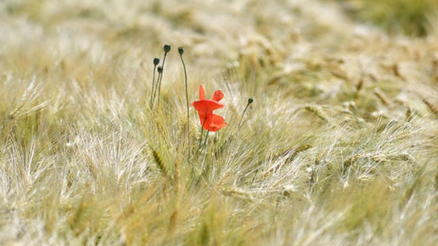 Mohnblume im Getreidefeld