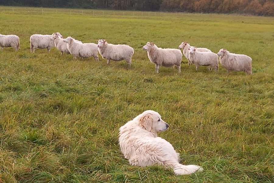 Herdenschutzhund im Vordergrund, dahinter Schafherde und Weidezaun