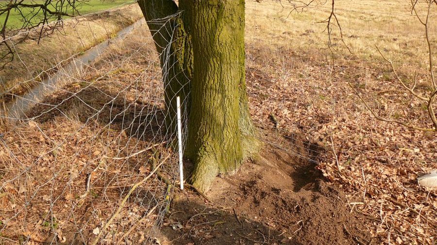 Grabestelle eines Wolfs unter einem Zaun hindurch und neben einem Baum. 