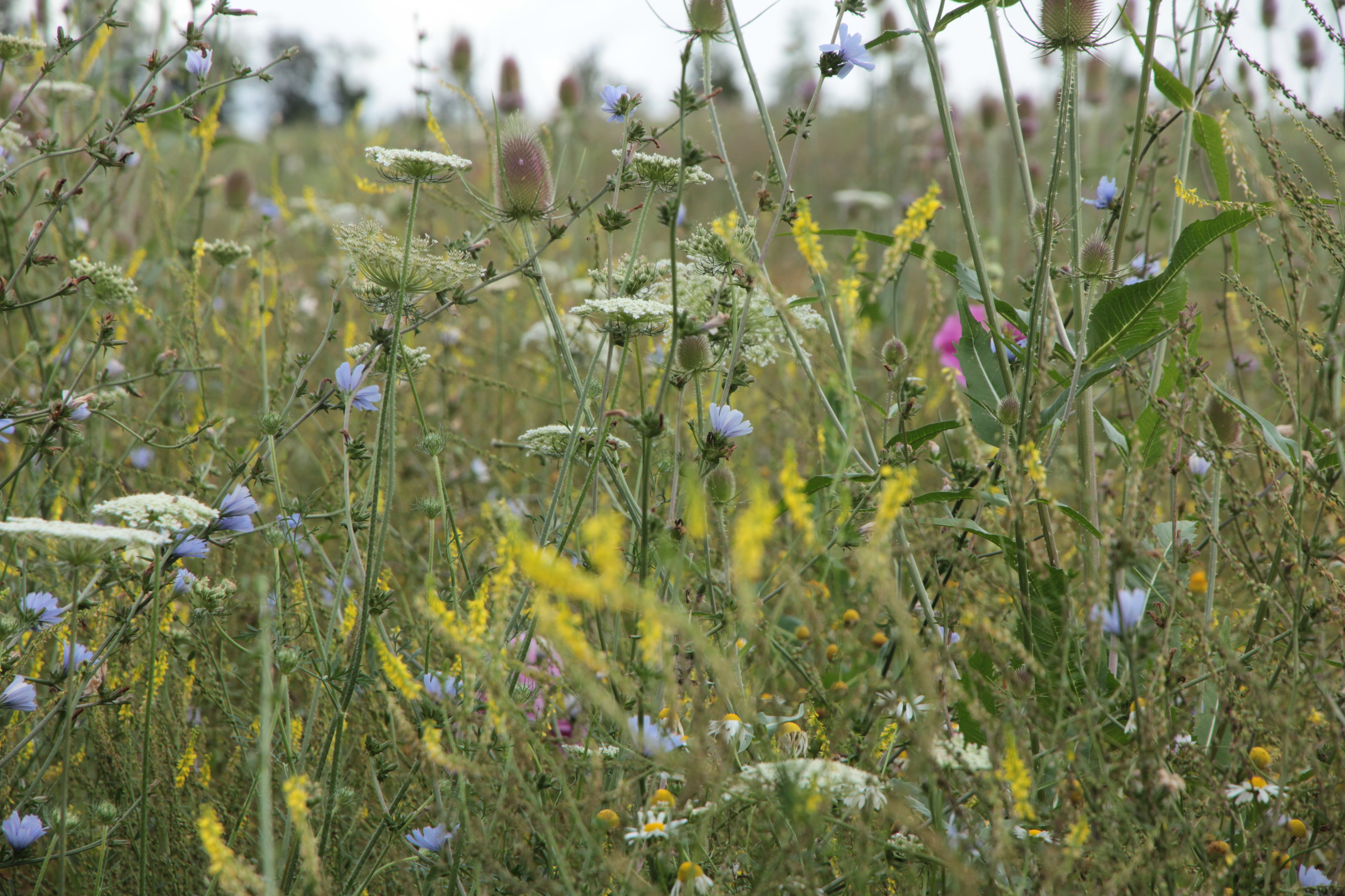 Blüten- und Artenreicher Veitshöchheimer Hanfmix