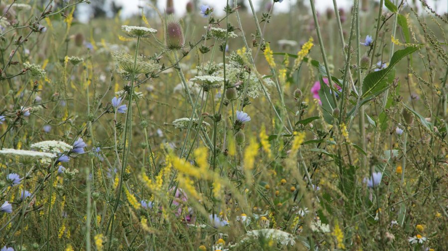 Blüten- und Artenreicher Veitshöchheimer Hanfmix