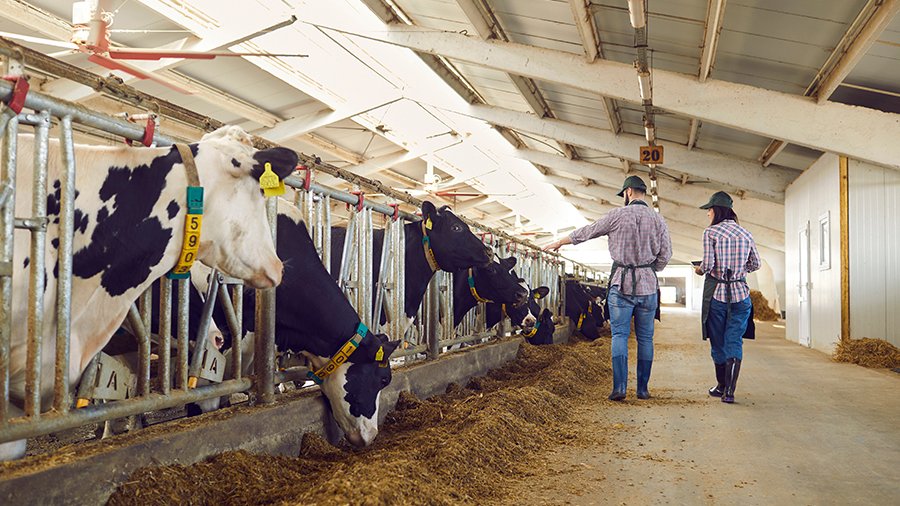 Zwei Personen gehen vom Standort der Kamera weg über einen Futtertisch, seitlich schwarzbunte Milchkühe, die den beiden nachschauen oder fressen.