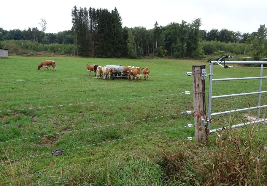 Ein Elektrozaun mit fünf Litzen und einer Gruppe Rinder an einer Tränke dahinter