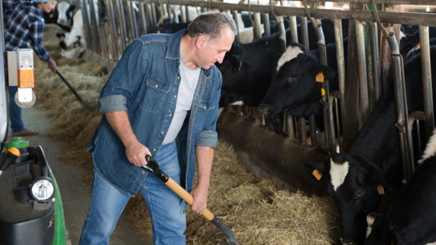 Ein älterer männlicher Landwirt schiebt Heu auf dem Futtertisch zu den Kühen im Fressgitter. Im Hintergrund weibliche Person mit Gabel, die das Gleiche tut.