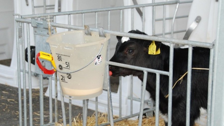 Kalb am Tränkeeimer. 