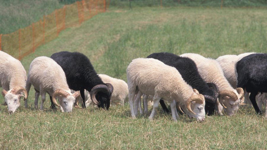 Schafe auf der Weide