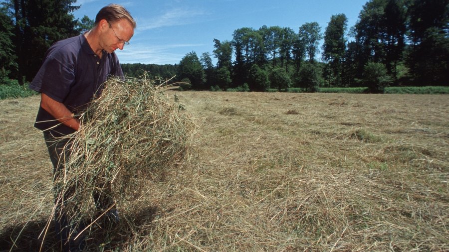 Mann steht auf einem Feld und hält Heu in den Händen.