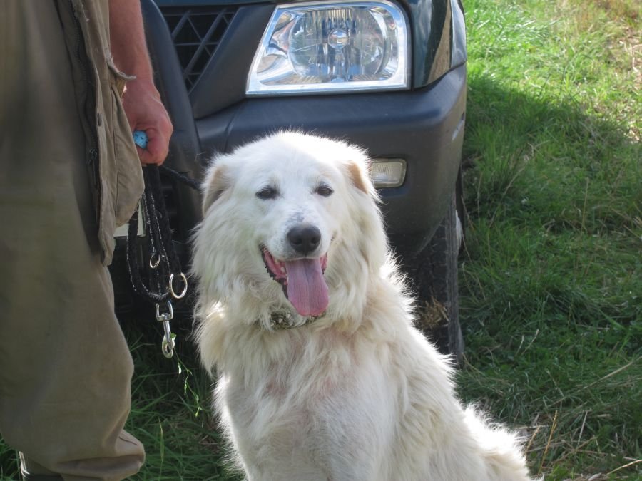 Herdenschutzhund an Hundeleine