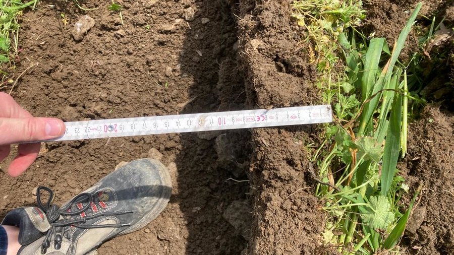 Das Bild zeigt eine Scholle mit stark durchwachsenem Boden durch Unkräuter.