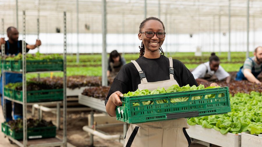 Junge Arfikarerin trägt einen Korb mit Salaten in einem Gewächshaus. 