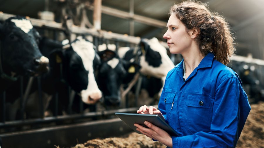 Eine junge Frau hält ein Tablet in der Hand und steht vor Kühen im Stall