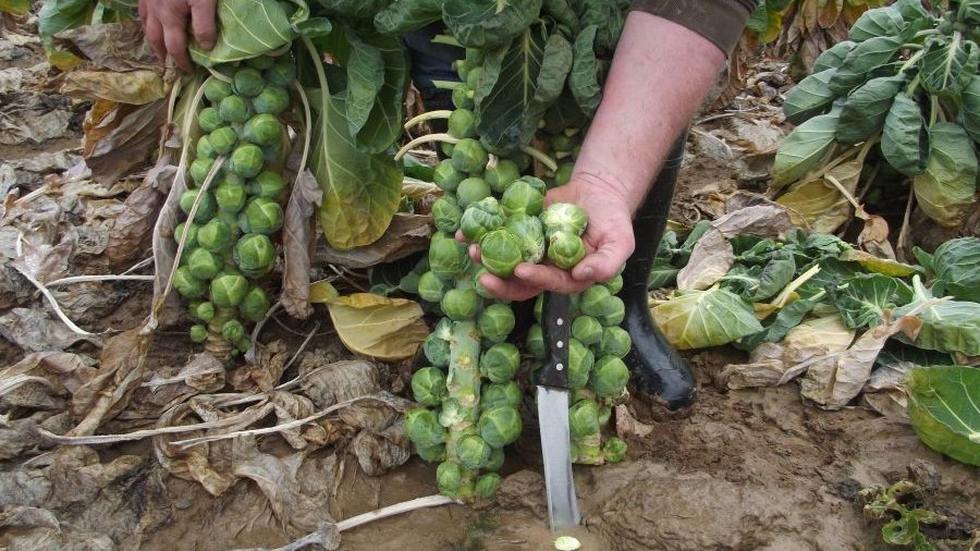 Rosenkohlernte auf dem Feld. Gemüsebauer zeigt erntereifen Rosenkohl. An dem hochwüchsigen Stängel (50 bis 70 cm) bilden sich in spiralförmig aufsteigender, dichter Anordnung Knospen (Blattröschen), die zumindest im oberen Bereich in den Blattachseln stehen. 