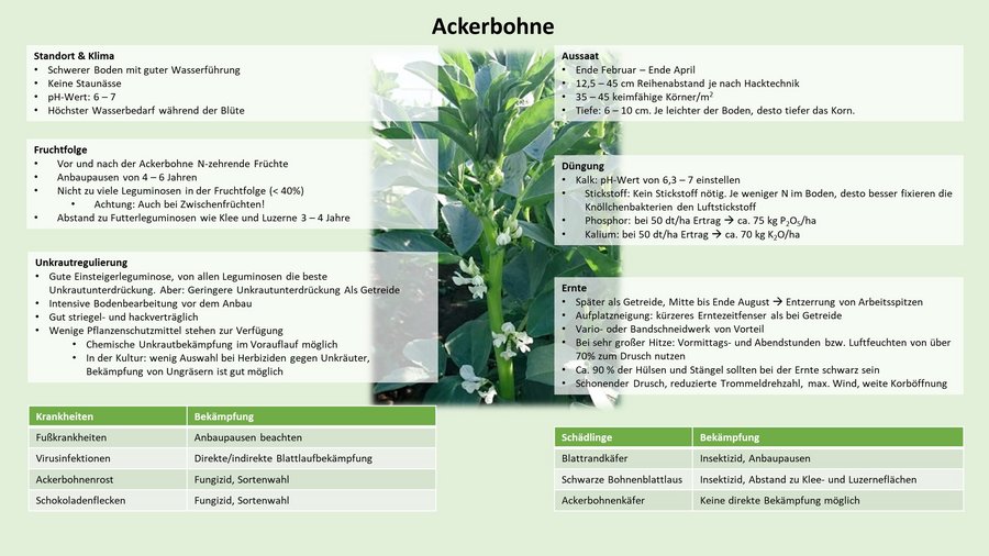 Anbau-Checkliste: Ackerbohnen