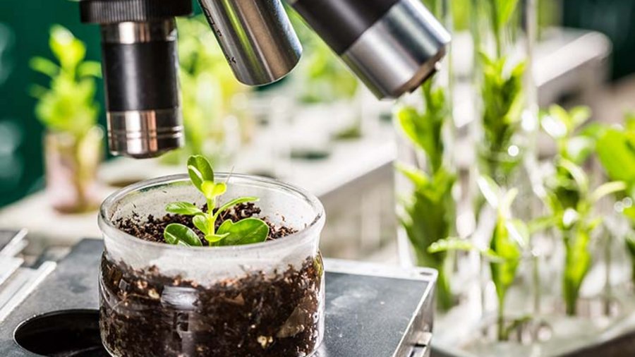 Pflanze unter Mikroskop