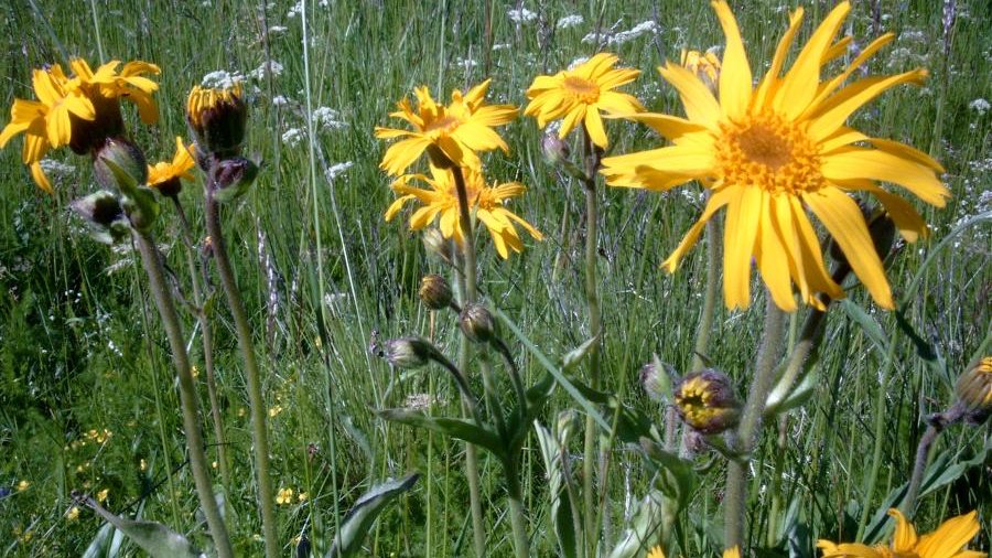 Blühendes Grünland, Borstgrasrasen