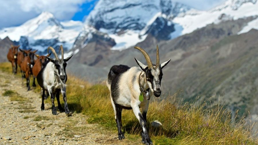 Schweiz: Ene Ziegenherde läuft über einen Bergpass ins Tal, Saas-Fee, Valais