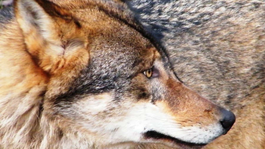 Wolf