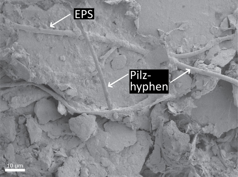 Fadenförmige Pilzhyphen mit Ablagerungen zu den Seiten ziehen sich über ein Bodenmineral.