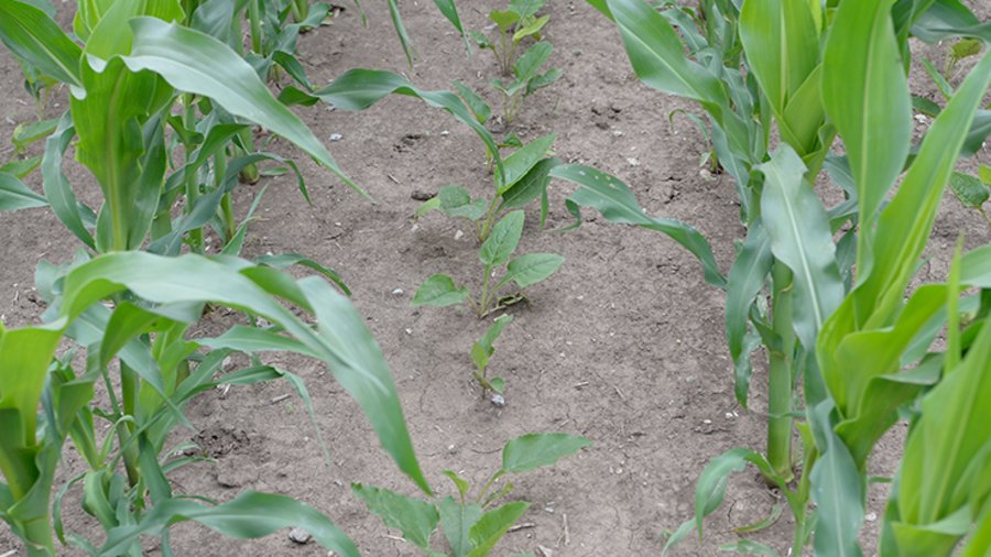 Eine Reihe Silphie-Pflanzen zwischen zwei Reihen Mais.